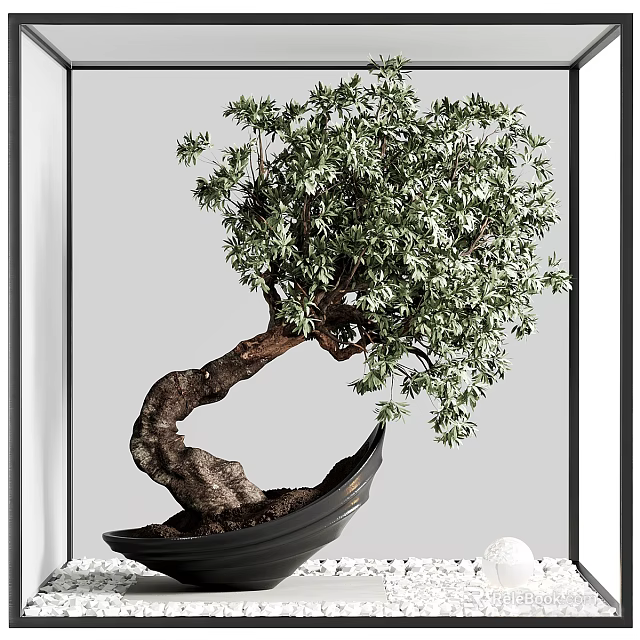 Lush Green Bonsai Plant With Curved Trunk In Black Pot Modern Interior 3d model 