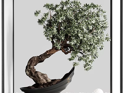 Lush Green Bonsai Plant With Curved Trunk In Black Pot Modern Interior 3d model
