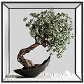 Lush Green Bonsai Plant With Curved Trunk In Black Pot Modern Interior