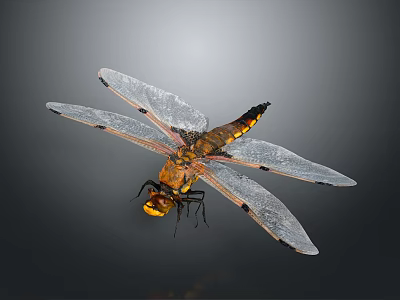 Detailed Dragonfly With Transparent Wings And Yellow Black Body In Flight 3d model