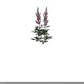 Tall Pink Feathery Flowers With Green Leaves And Stems On Dark Background