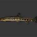 Spotted Fish With Brown And Black Patterns On Slender Body And Fins