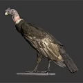 Vulture Flying Animal Taxidermy Specimen On White Base With Dark Background And Feathers