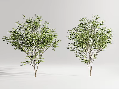 Two Arbor Trees With Green Foliage And Slender Trunks On White Background 3d model