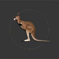 Realistic Kangaroo 3D Render With Standing Posture And Detailed Features 3d model