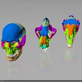 Colorful Anatomical Skull Organ Models With Hair Details On Black Reflective Background