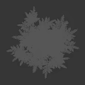 Lush Green Tree With Feathery Leaves And Slender Stems Against Dark Background