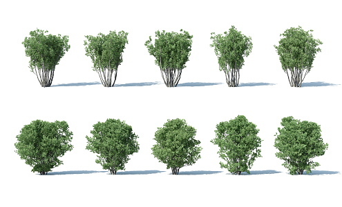 The Modern Tree 3d model