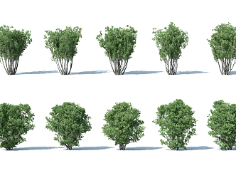 The Modern Tree 3d model