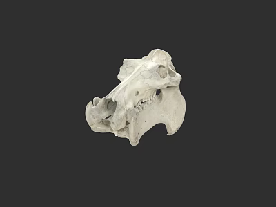 Hippo skull anatomy zoology scan 3d model