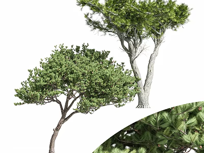 Lush Green Arbor With Dense Foliage Strong Trunk And Natural Growth Shape 3d model