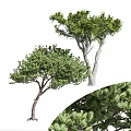 Lush Green Arbor With Dense Foliage Strong Trunk And Natural Growth Shape