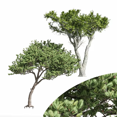 Lush Green Arbor With Dense Foliage Strong Trunk And Natural Growth Shape 3d model