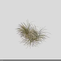 Clump Forming Ornamental Grass With Yellow Green Slender Leaves For Garden Landscaping