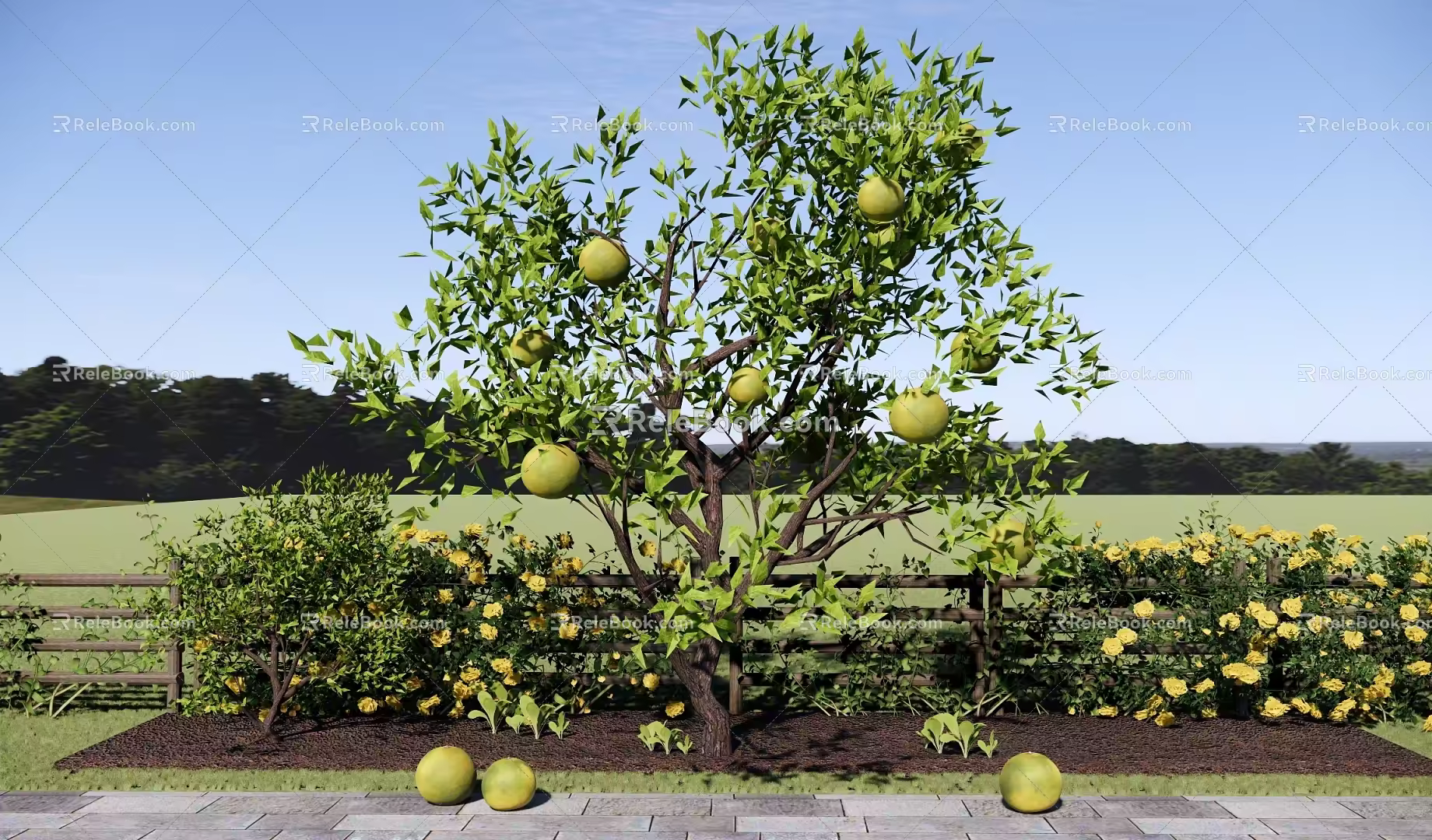 Tree Courtyard Teak Tree Fruit Tree Tree Orange Tree Orange Tree Fruit Picking Garden 3d model