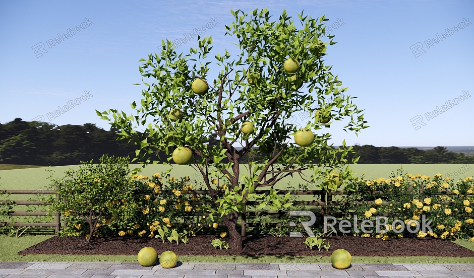 Tree Courtyard Teak Tree Fruit Tree Tree Orange Tree Orange Tree Fruit Picking Garden model