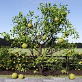 Tree Courtyard Teak Tree Fruit Tree Tree Orange Tree Orange Tree Fruit Picking Garden 3d model