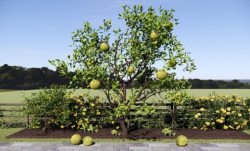 Tree Courtyard Teak Tree Fruit Tree Orange Tree Orange Tree Fruit Picking Garden 3d model