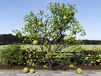 Tree Courtyard Teak Tree Fruit Tree Orange Tree Orange Tree Fruit Picking Garden 3d model