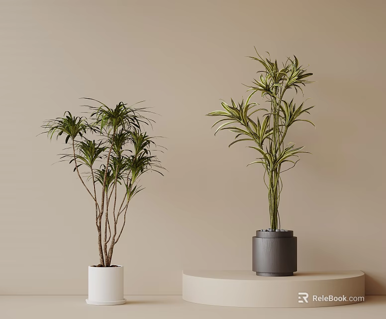 Bonsai Potted Plants in White and Gray Pots on Beige Background Stand 3d model 