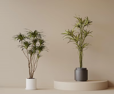 Bonsai Potted Plants in White and Gray Pots on Beige Background Stand 3d model