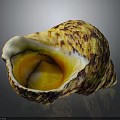 Colorful Sea Snail With Yellow Brown Textured Shell And Shiny Inner Chamber