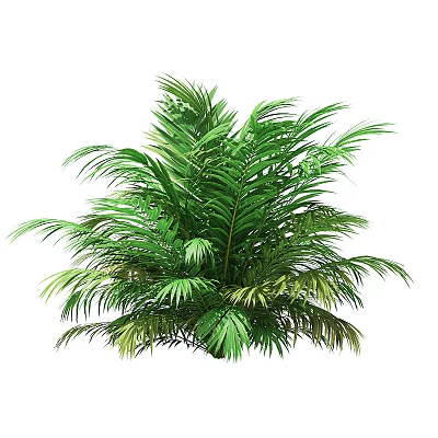 Tropical Arbor With Lush Green Dense Foliage And Vibrant Leaves 3d model