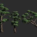 Various Arbor Trees With Lush Green Foliage And Diverse Trunk Structures