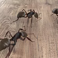 Reptiles Crawling On Natural Wooden Floor Surface