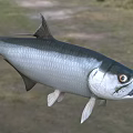 Silver Aquatic Fish With Streamlined Body Open Mouth And Large Eyes In Natural Water