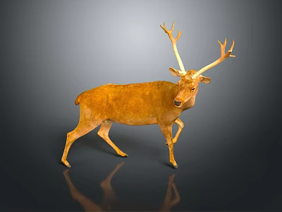 Golden Deer Model With Large Antlers Standing On Dark Background With Reflection 3d model