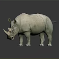 Detailed Rhinoceros Sculpture Display With Dark Background And Reflection