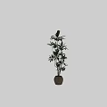Bonsai Plant With Lush Green Foliage In Stylish Ceramic Pot For Home Decoration