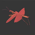 Flying Insect Praying Mantis with Spread Wings and Green Brown Body on Dark Background