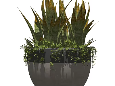 Potted Plant with Green Yellow Striped Leaves and Hanging Vines in Gray Pot 3d model