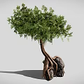 Natural Tree With Twisted Trunk And Entwined Roots Around Large Stone 3d model