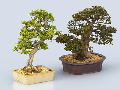 Two Bonsai Plants With Curved Trunks Lush Green Foliage In Different Pots Decorated With Pebbles 3d model