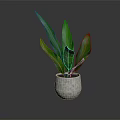 Green Leafy Plant In Light Gray Concrete Pot On Smooth Reflective Surface