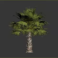 Realistic Green Palm Tree With Brown Trunk And Lush Fronds On Grey Background