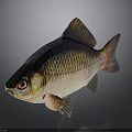 Colorful Freshwater Fish with Shiny Scales and Vibrant Fins in Aquarium