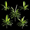 Multiple Lush Tropical Trees Featuring Large Green Leaves And Healthy Foliage
