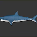 Realistic Blue Shark Model Displayed On Dark Background With Clear Reflection 3d model