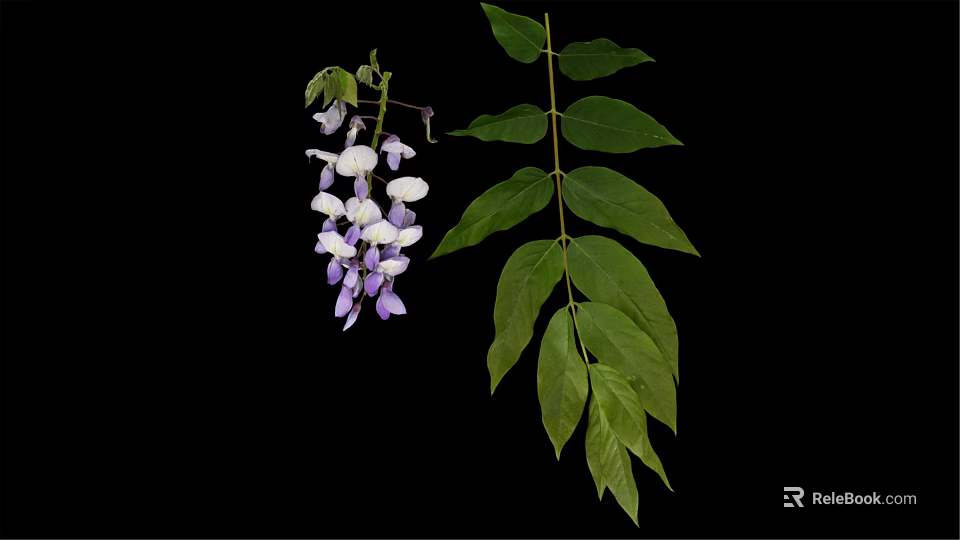 Beautiful Wisteria Vine With Purple And White Flowers And Green Leaves 3d model 