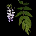 Beautiful Wisteria Vine With Purple And White Flowers And Green Leaves