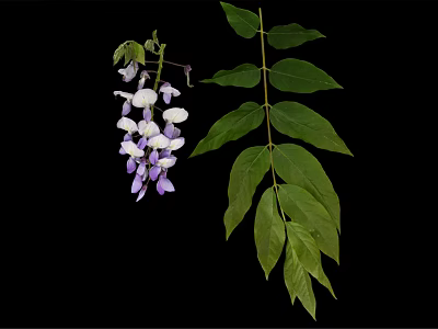 Beautiful Wisteria Vine With Purple And White Flowers And Green Leaves 3d model