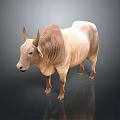 White And Brown Bull Standing On Dark Background With Smooth Coat And Horns