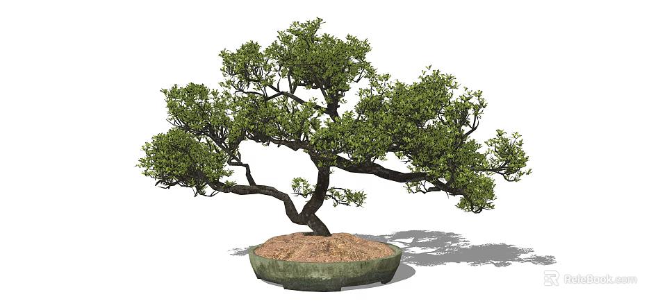 Bonsai Plant With Curved Trunk And Lush Foliage In Round Green Ceramic Pot 3d model 
