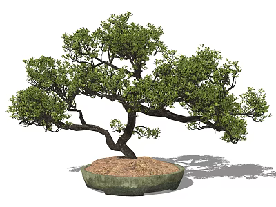 Bonsai Plant With Curved Trunk And Lush Foliage In Round Green Ceramic Pot 3d model
