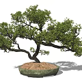 Bonsai Plant With Curved Trunk And Lush Foliage In Round Green Ceramic Pot