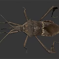 Brown Insect With Unique Body Structure Long Antennae And Six Legs On Dark Background